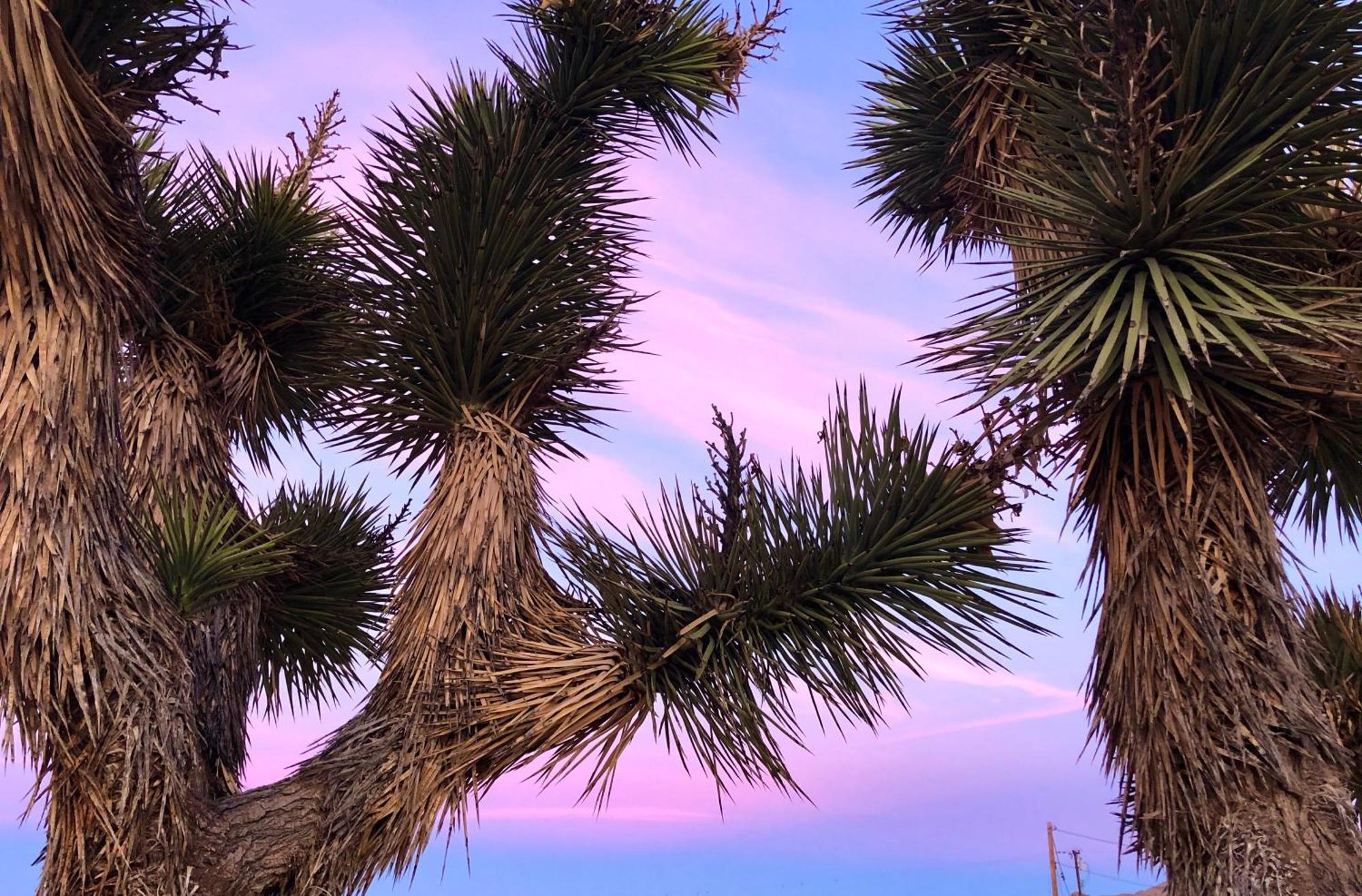 Cozy Desert Retreat With Amazing Views Only 4 Miles To Jtnp Joshua Tree Exterior foto